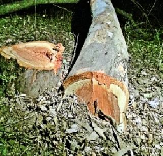 Half acre broke the trees in the area | अर्धा एकर परिसरातील झाडे तोडली Half acre broke the trees in the area | अर्धा एकर परिसरातील झाडे तोडली
