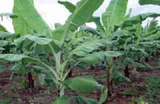 Banana Crop also has insurance cover | केळी पिकालाही विम्याचे कवच Banana Crop also has insurance cover | केळी पिकालाही विम्याचे कवच