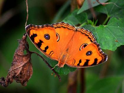 Looks good to the butterfly ... | छान किती दिसते फुलपाखरू...