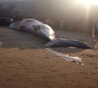 Mumbai: The dead whale of 30 feet found on Juhu Kina | मुंबई: जुहू किना-यावर आढळला ३० फूटांचा मृत व्हेल