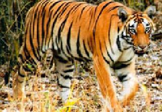 Tiger incidents affect rural life | वाघाच्या घटनांनी ग्रामीण जीवन प्रभावित Tiger incidents affect rural life | वाघाच्या घटनांनी ग्रामीण जीवन प्रभावित