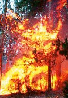 'Alert' in the forest | वनव्याच्या पार्श्वभूमीवर जंगलात ‘अलर्ट’ 'Alert' in the forest | वनव्याच्या पार्श्वभूमीवर जंगलात ‘अलर्ट’