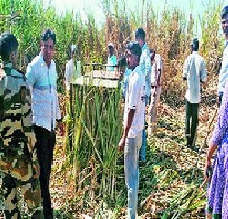 Make a leopard in the sugarcane field | उसाच्या शेतात बिबट्या ठाण मांडून