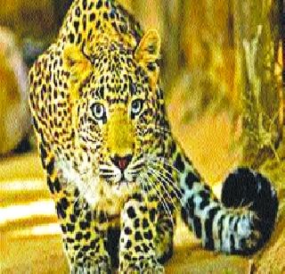 Horses of poultry pistol thrown by a poultry leopard in Vikramgad | विक्रमगडमधील पोल्ट्रीत बिबट्याने पाडला कोंबड्यांचा फडशा