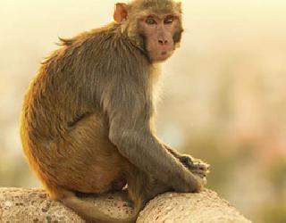 Rehabilitation centers for monkeys will be set up | माकडांसाठी पुनर्वसन केंद्र उभारणार