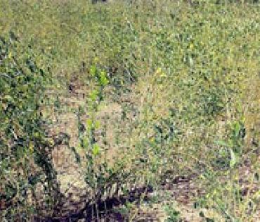 Agriculture by encroaching on government land | शासकीय जमिनीवर अतिक्रमण करून केली शेती Agriculture by encroaching on government land | शासकीय जमिनीवर अतिक्रमण करून केली शेती