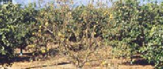 The infection of unknown disease on orange | संत्र्यावर अज्ञात रोगाचे सावट The infection of unknown disease on orange | संत्र्यावर अज्ञात रोगाचे सावट
