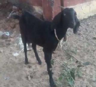 Chhattisgarh: 'goat' arrested for the destruction of the garden | छत्तीसगड : बागेची नासधूस केली म्हणून 'बकरी'ला अटक