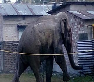 Wild elephant sticks in Siliguri and trains are crushed | सिलीगुडीमध्ये जंगली हत्तीचा धुमाकूळ, गाडया चिरडल्या