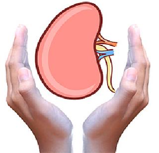 Hearing the kidneys is very difficult | मूत्रपिंडदानाबाबत हात आखडताच