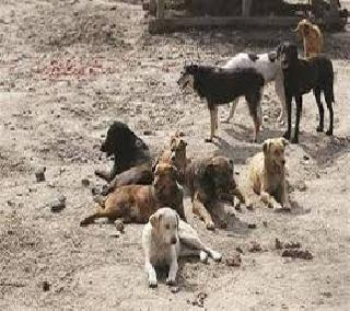 Death of one-and-a-half-year-old spike in dogs | भटक्या कुत्र्यांच्या हल्ल्यात दीड वर्षांच्या चिमुकल्याचा मृत्यू