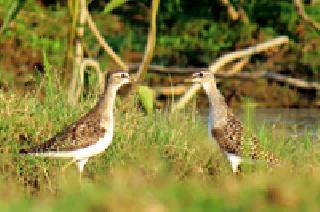 Animal-birds 'Valentine's Day' | पशु-पक्ष्यांचाही ‘व्हॅलेन्टाईन डे’
