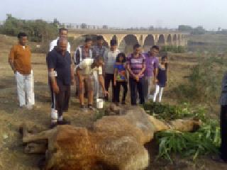 The Raju residents gave the collapsed Rajasthan ship | कोसळलेल्या राजस्थानी जहाजला राजुरावासीयांनी दिला आधार