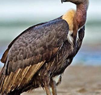 Cycle Rally for Vulture Conservation | गिधाड संवर्धनासाठी सायकल रॅली