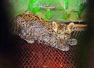 Leopard found in Crompton Company | क्रॉम्प्टन कंपनीत आढळला बिबट्या