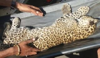 The leopard is in Nashik | नाशिकमध्ये बिबट्या जेरबंद