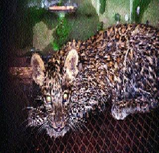 Nashik found in the factory leopard! | नाशिकला कारखान्यात आढळला बिबट्या !