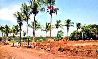 Tree transplant on the road in the Takli area | टाकळी परिसरातील रस्त्यावर वृक्षांचे पुनर्रोपण