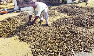 Farmers' move to turmeric cultivation | हळद लागवडीकडे शेतकऱ्यांचा कल Farmers' move to turmeric cultivation | हळद लागवडीकडे शेतकऱ्यांचा कल