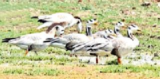 Migratory Bird Pactakam | स्थलांतरित पक्षी ‘पट्टकादंब’ भंडाऱ्यात मुक्कामी Migratory Bird Pactakam | स्थलांतरित पक्षी ‘पट्टकादंब’ भंडाऱ्यात मुक्कामी