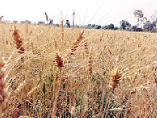 The golden shade of wheat ... | गव्हाच्या सोनेरी छटा... The golden shade of wheat ... | गव्हाच्या सोनेरी छटा...