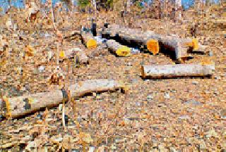 Revenue Tree Thieves Target | महसूलचे वृक्ष चोरट्यांचे लक्ष्य Revenue Tree Thieves Target | महसूलचे वृक्ष चोरट्यांचे लक्ष्य