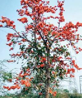 Pulse blossom ... | पळस फुलला... Pulse blossom ... | पळस फुलला...