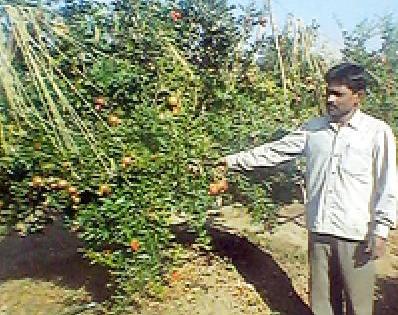 Pomegranate garden full of rocks | खडकाळ जमिनीवर फुलली डाळिंबाची बाग Pomegranate garden full of rocks | खडकाळ जमिनीवर फुलली डाळिंबाची बाग