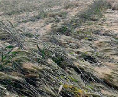 25 villages hit the hail | २५ गावांना गारपिटीचा तडाखा 25 villages hit the hail | २५ गावांना गारपिटीचा तडाखा