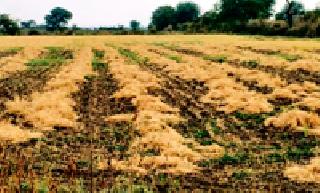 Crop hit on 2,1 9 8 hectares of unseasonal rains | अवकाळी पावसाचा २,१९८ हेक्टरवर पिकांना फटका Crop hit on 2,1 9 8 hectares of unseasonal rains | अवकाळी पावसाचा २,१९८ हेक्टरवर पिकांना फटका