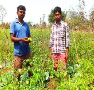 MA, B.D. likes Agriculture Agriculture | एमए, बीएड तरु णाची शेतीला पसंती