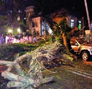 The tree collapsed near the Sahyadri guesthouse | सह्याद्री अतिथीगृहाजवळ झाड कोसळले