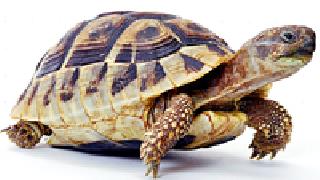 When will the turtles get protection? | कासवांना कधी मिळणार संरक्षण?