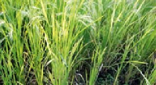 Water scarcity in summer crops | उन्हाळी पिकांवर पाणी टंचाईचे सावट Water scarcity in summer crops | उन्हाळी पिकांवर पाणी टंचाईचे सावट