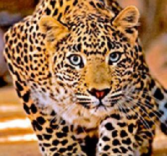 The swirl of leopard in Savangi (late) area | सावंगी (देरडा) परिसरात बिबट्याची धूम The swirl of leopard in Savangi (late) area | सावंगी (देरडा) परिसरात बिबट्याची धूम