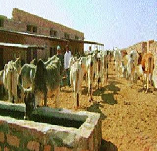 Muslims of Goshala in Rajasthan for birds and cows | भाकड व वृद्ध गायींसाठी राजस्थानमध्ये मुस्लिमांची गोशाळा