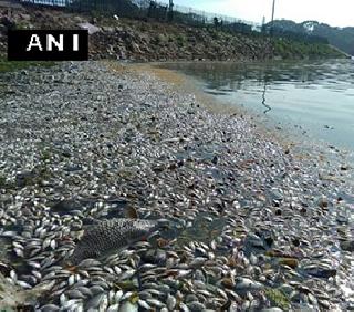 Thousands of dead fish were found outside of the Ulsoor lake in Bangalore | बंगळुरुत उलसूर तलावाबाहेर हजारो मृत मासे आढळले