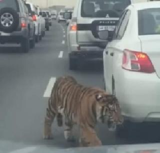 When the tiger gets trapped in traffic jam ...! | ट्राफिक जाममध्ये वाघ अडकतो तेव्हा...!