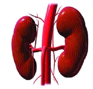 Maintain the health of children's kidneys | मुलांच्या मूत्रपिंडाचे आरोग्य सांभाळा