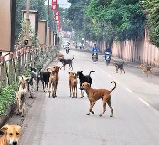 429 people died due to dog bites in Mumbai in last 20 years | मुंबईत गेल्या २० वर्षांत कुत्रा चावल्याने झाला ४२९ लोकांचा मृत्यू