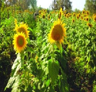 Increasing yield of sunflower in Vikramgad | विक्रमगडमध्ये सूर्यफुलाचे वाढते उत्पन्न