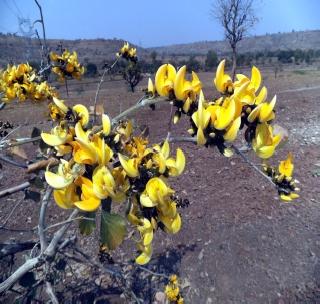 Yellow blossom blossomed! | पिवळा पळस फुलला! Yellow blossom blossomed! | पिवळा पळस फुलला!