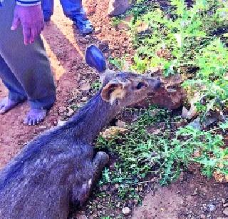 The death of Sambara in the killings of Mokat dogs | मोकाट कुत्र्यांच्या हल्ल्यात सांबराचा मृत्यू