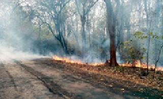 Forest fire on the Alapalli-Etapalli road | आलापल्ली-एटापल्ली मार्गावरील जंगलाला आग