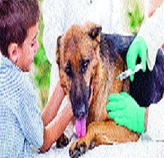 20 lakhs funds for rabies vaccination | रेबीज लसीकरणासाठी २० लाखांचा निधी