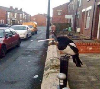 Cigarette bird in England | इंग्लंडमधला सिगारेट ओढणारा पक्षी