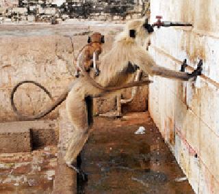 This water, thirsty monkey | आस पाण्याची, तहान माकडाची