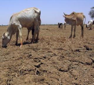 Before you live the farmer, then look at 'Swabhiman' - Dr. Yashwantrao Thorat | अगोदर शेतकऱ्याला जगवा, मग ‘स्वाभिमाना’चे बघू - डॉ. यशवंतराव थोरात