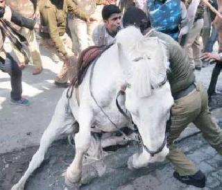 BJP MLA, who attacked the powerful horse, court junkie | शक्तिमान घोड्यावर हल्ला करणा-या भाजपा आमदाराला न्यायालयीन कोठडी