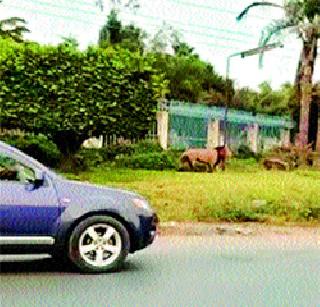 Lion on the road of Nairobi | नैरोबीच्या रस्त्यावर सिंह